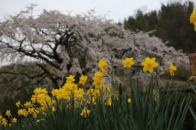 季節は春です　花＊はな　