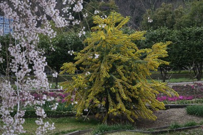 季節は春です　花＊はな　