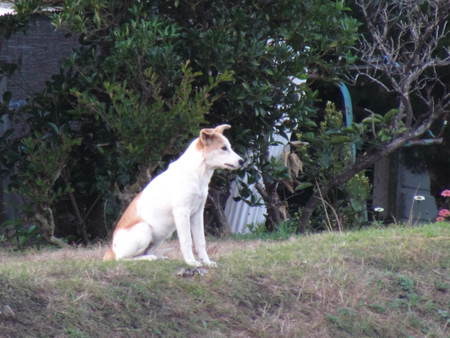 であった犬