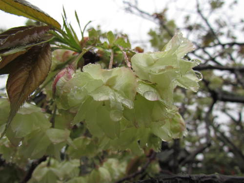 花ー　水滴がついて　　　