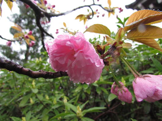花ー　水滴がついて　　　