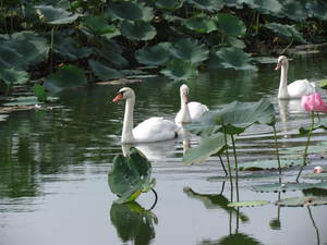 白鳥の湖　(うどん県三木町の池）　　　