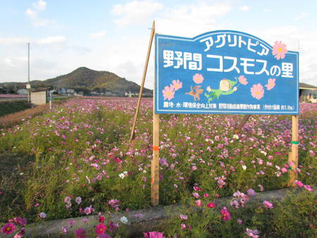 コスモス畑　あっちこっち　明るい交流の場　　