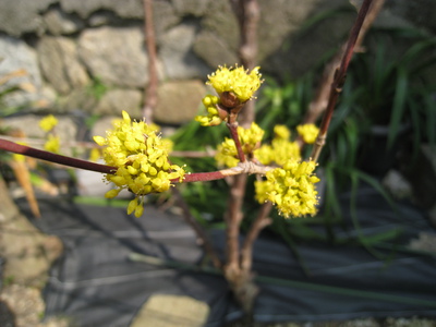 庭の花　サンシュ　　自宅