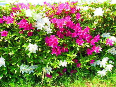 ご近所の花　花　　　　　