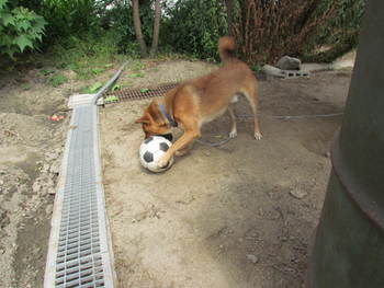 であった犬　サッカーボールと戯れ
