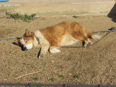 出会った犬　寝ている