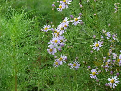 秋の花　シオン（紫苑）　　散歩中