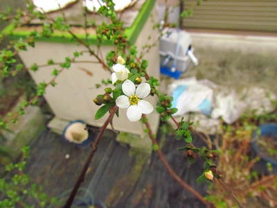 一輪の花　雪やなぎ　　自宅