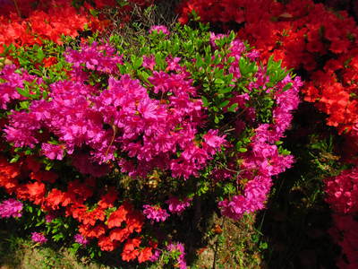 ご近所の花　花　　　　　