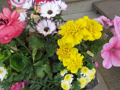 ご近所の花　　お玄関の花