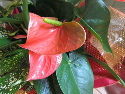 ご近所の花　　お玄関の花