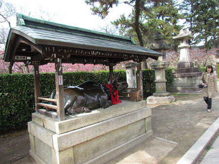 梅の花　京都北野天満宮　　鳥居＆　牛