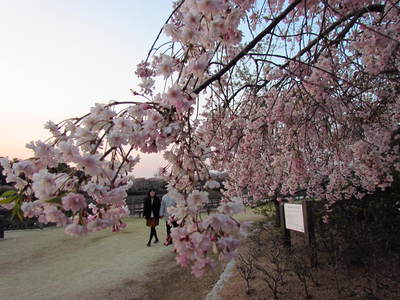 しだれざくら　　　きかく公園にて