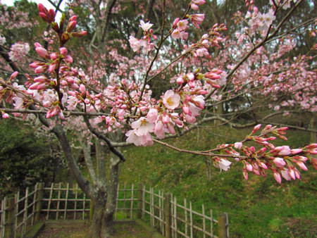 淡墨桜（うすずみさくら）　　　　公渕公園