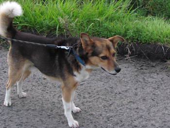 であった犬