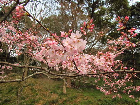淡墨桜（うすずみさくら）　　　　公渕公園