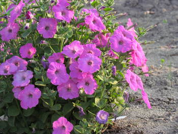 ご近所の花　　
