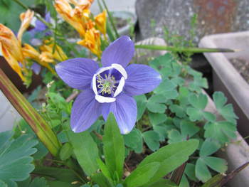 綺麗な花が咲いて・・ご近所の花・・散歩中
