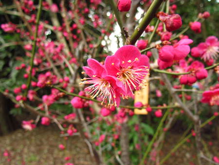 梅の花　京都北野天満宮　　鳥居＆　牛
