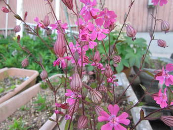 ご近所の　お花のプランターから