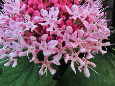 ご近所の花です　　自宅近く