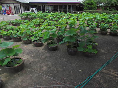 ハスの花が咲いて　　　みろく公園にて