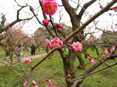 梅の花　京都北野天満宮　　鳥居＆　牛