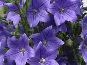ご近所の素敵な花達　　　さぬき市