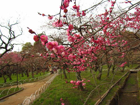 梅の花 京都北野天満宮   牛は境内なら普通に見られる