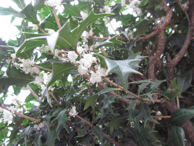 散歩中に見かけた花　　