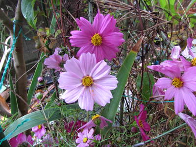 はな　庭の花　秋に咲いてきた花　夏から咲いていた花　
