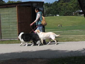 であった犬
