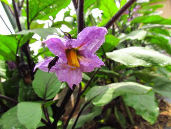 畑の花は　夏野菜の花　