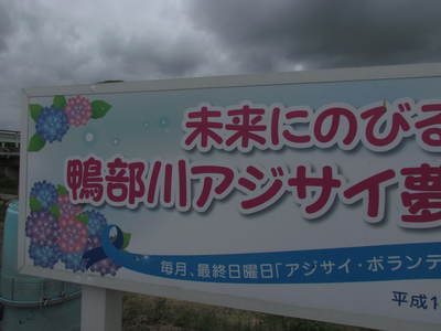 造田地区　アジサイロード　　　さぬき市鴨川沿い・・