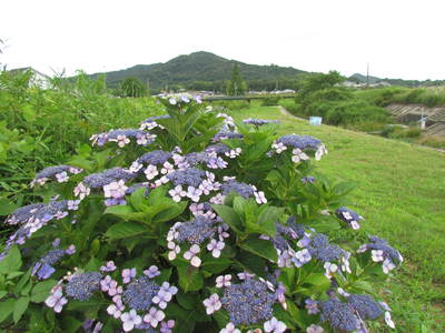 造田地区　アジサイロード　　　さぬき市鴨川沿い・・