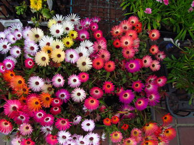 花　花　花が咲く　　花屋さんの花