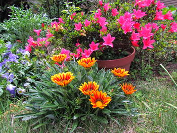 庭の花　　次々と咲いてくれて賑やか　　自宅