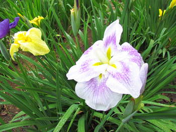 雨の花菖蒲園　　　きかく公園にて