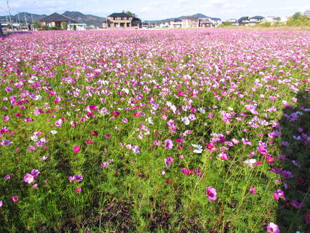 コスモス畑　にて　琴電長尾線沿い　