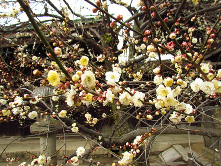 梅の花 京都北野天満宮   牛は境内なら普通に見られる