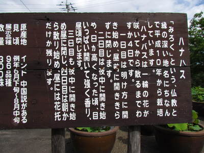 ハスの花　　みろく公園　　うどん県さぬき市大川町
