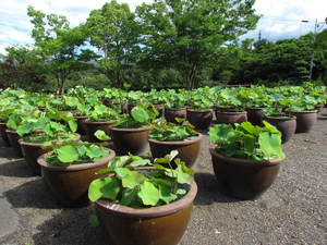 ハスの花　　みろく公園　　うどん県さぬき市大川町