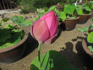 ハスの花　　みろく公園　　うどん県さぬき市大川町