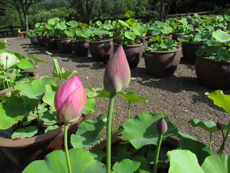 ハスの花　　みろく公園　　うどん県さぬき市大川町