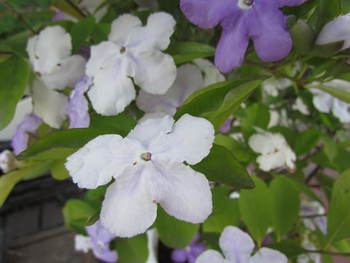 ご近所の花　　お散歩途中