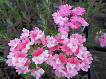 ご近所の花　　