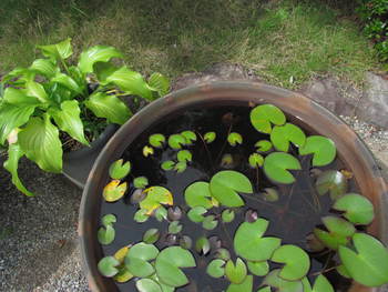 お花を求めて　　玉藻公園にて