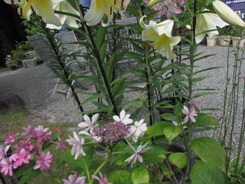 お花を求めて　　玉藻公園にて