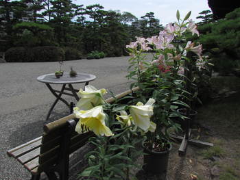 お花を求めて　　玉藻公園にて
